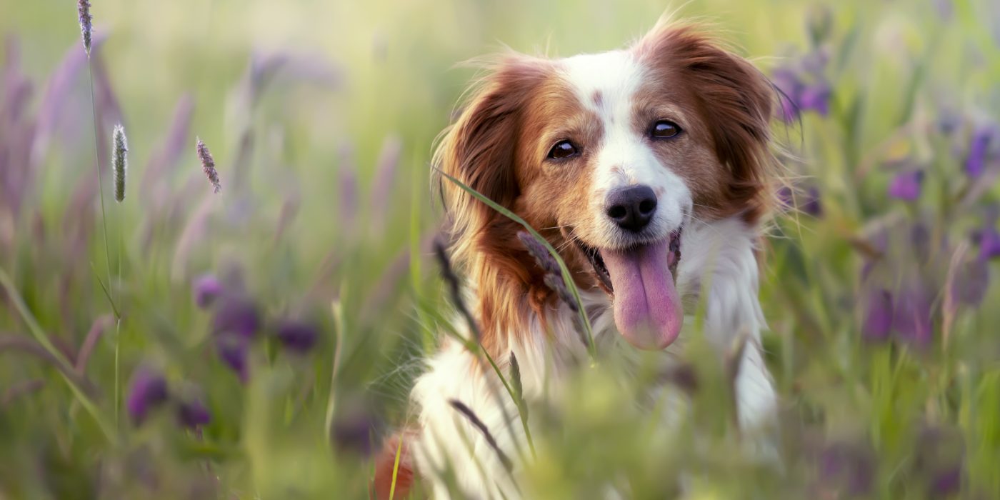 perro en la naturaleza