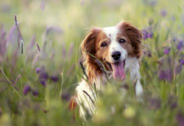 perro en la naturaleza