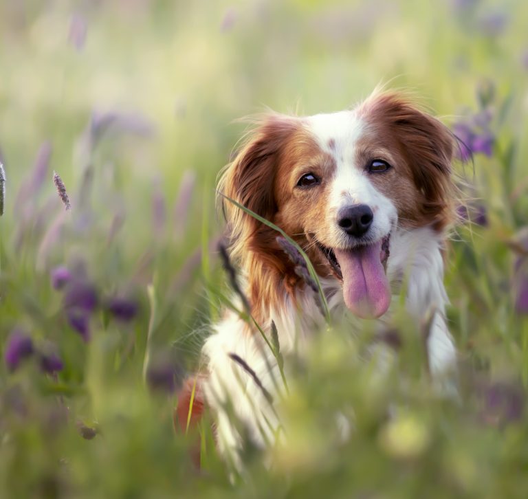 perro en la naturaleza