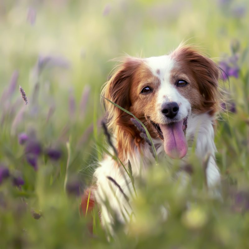 perro en la naturaleza